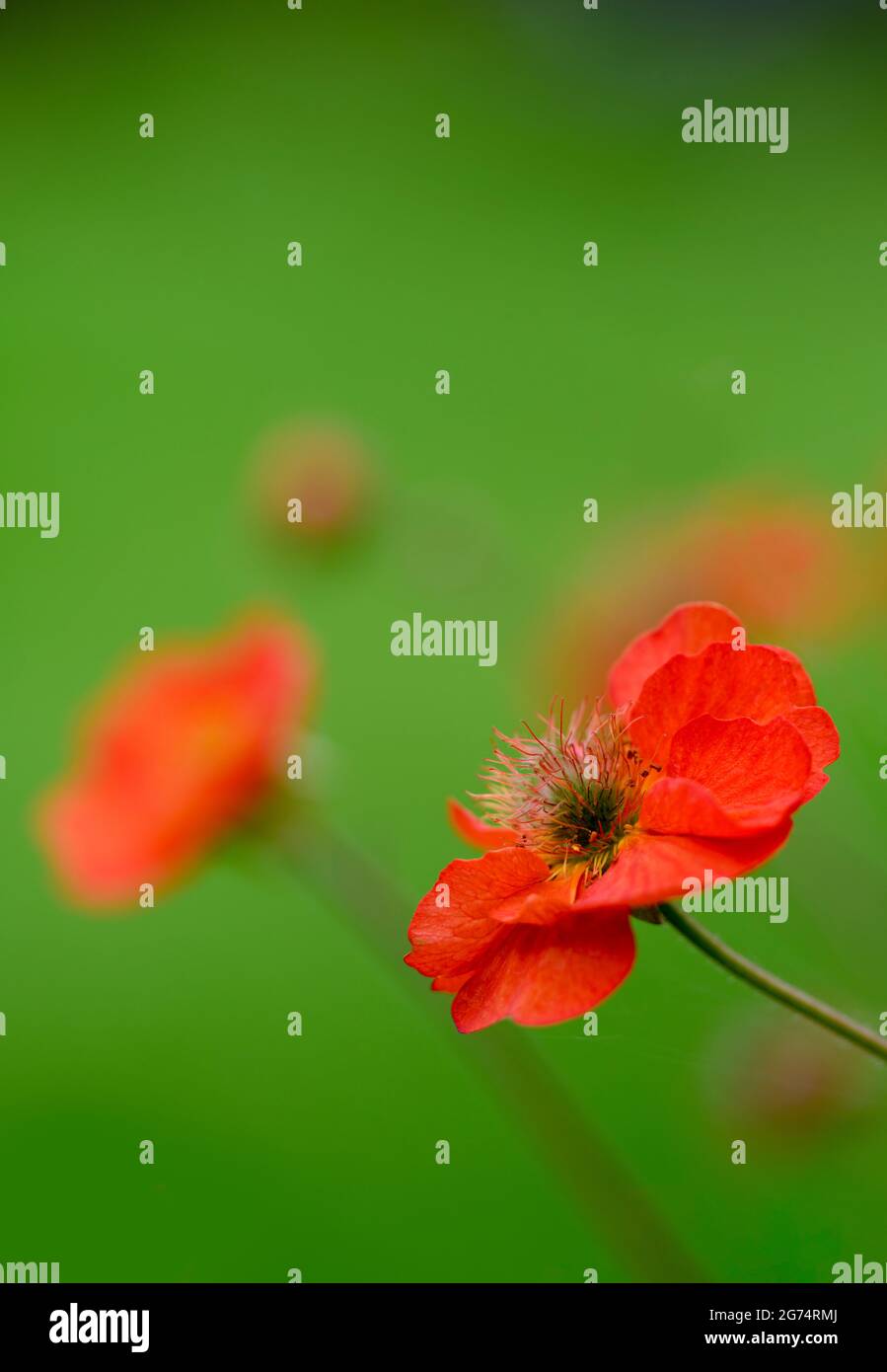 Un petit groupe de fleurs de Geum rouge photographié sur un arrière-plan de feuillage vert hors foyer Banque D'Images