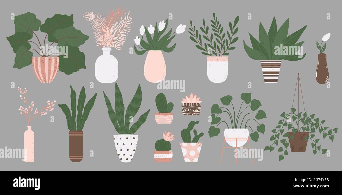 Ensemble coloré de plantes de maison en pot. Illustrations vectorielles de plantes d'intérieur dans la collection de pots de fleurs. Fleurs et cactus en pot dans un style de dessin animé plat. Est Illustration de Vecteur
