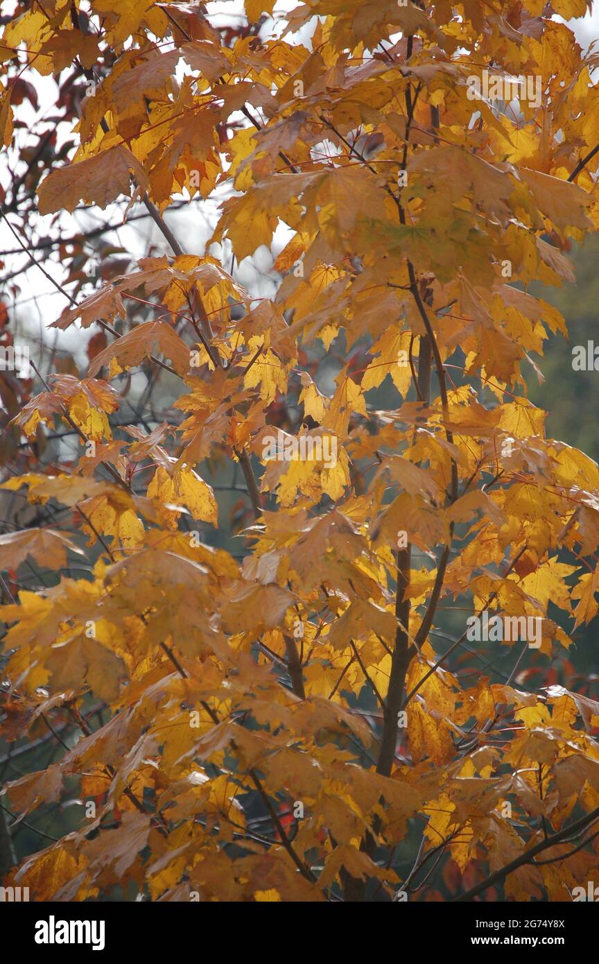 Herbstmunstimg, Allemagne, Brandebourg, Schlenzer 2011 Banque D'Images