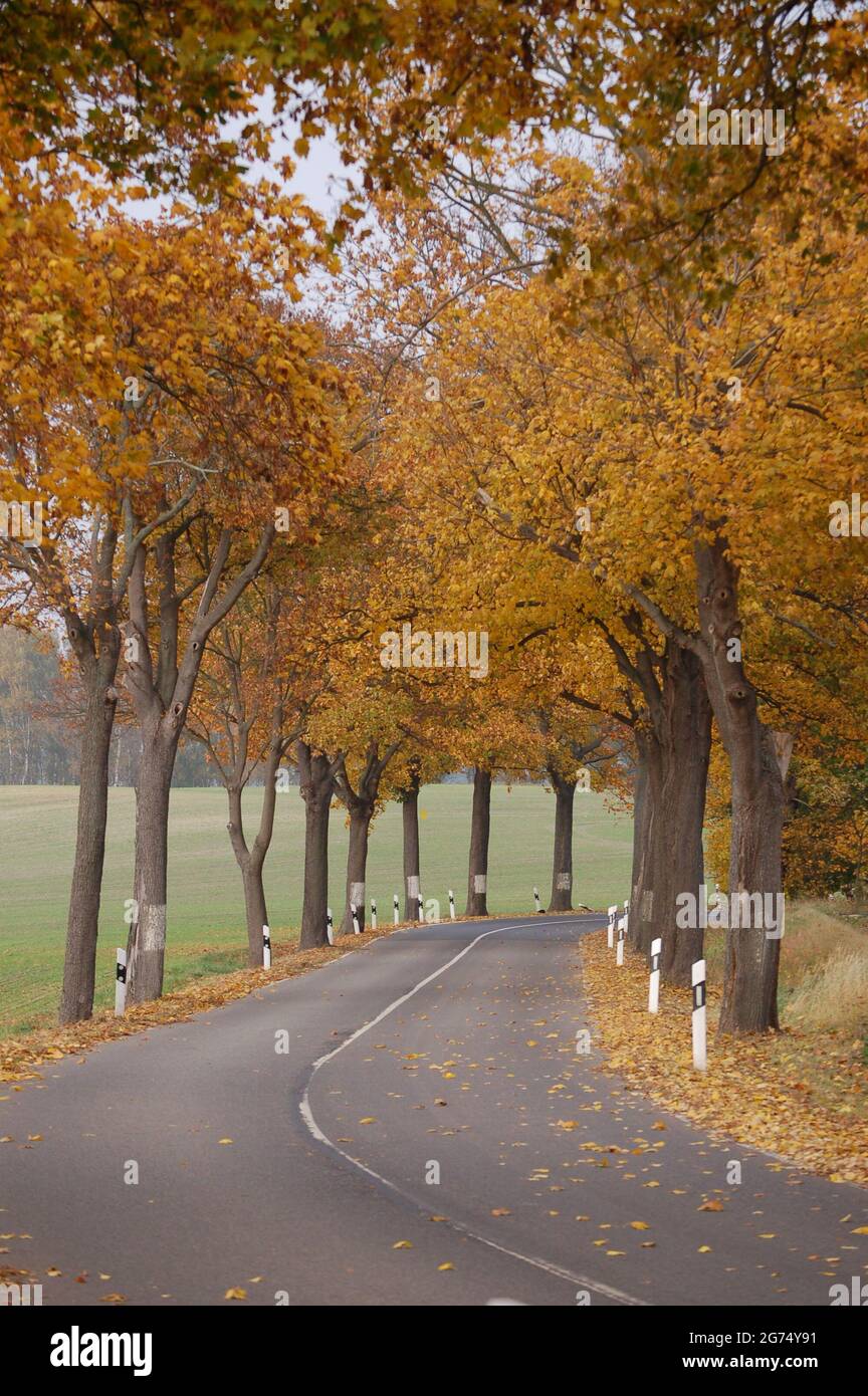 Herbstmunstimg, Allemagne, Brandebourg, Schlenzer 2011 Banque D'Images