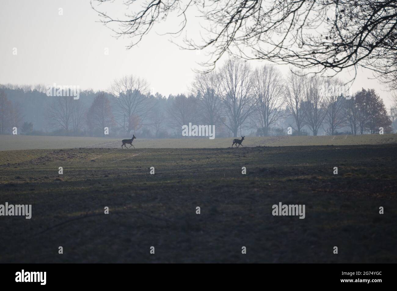 Rehe auf dem Feld Banque D'Images