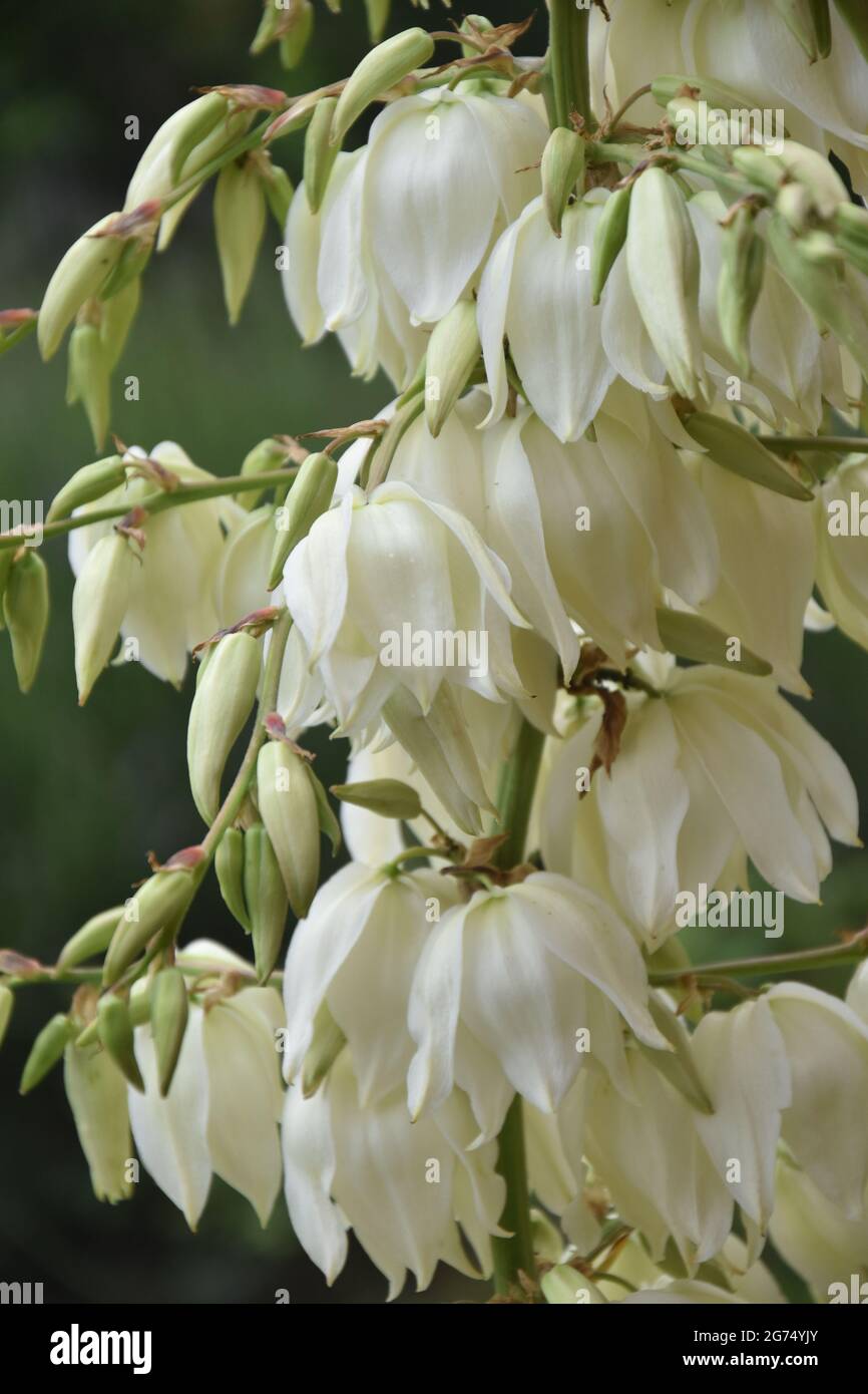 Blühende Yucca Palmlie Banque D'Images