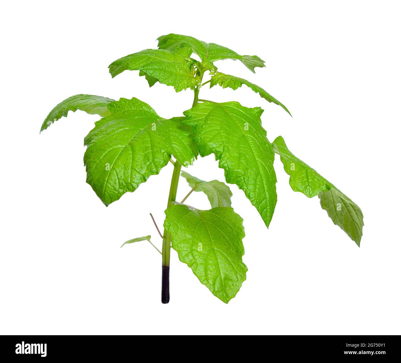 Niandra physalodes. Il est connu par les noms communs pomme-du-Pérou et plante de shoo-mouche. Isolé. Banque D'Images