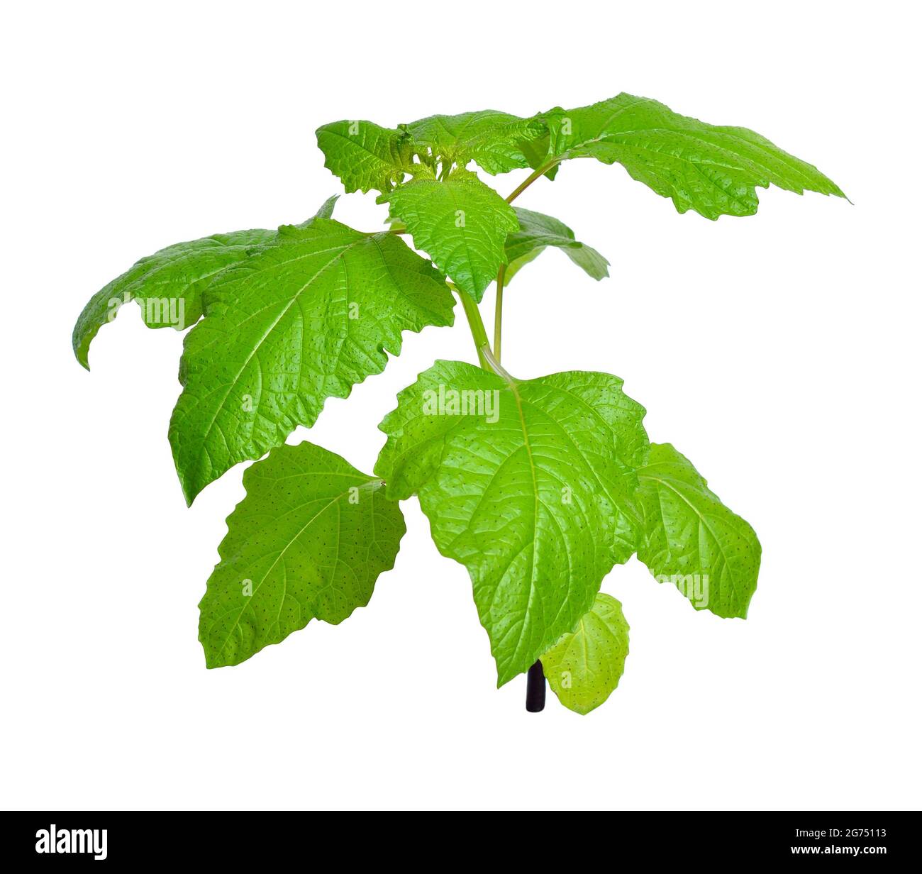 Niandra physalodes. Il est connu par les noms communs pomme-du-Pérou et plante de shoo-mouche. Isolé. Banque D'Images