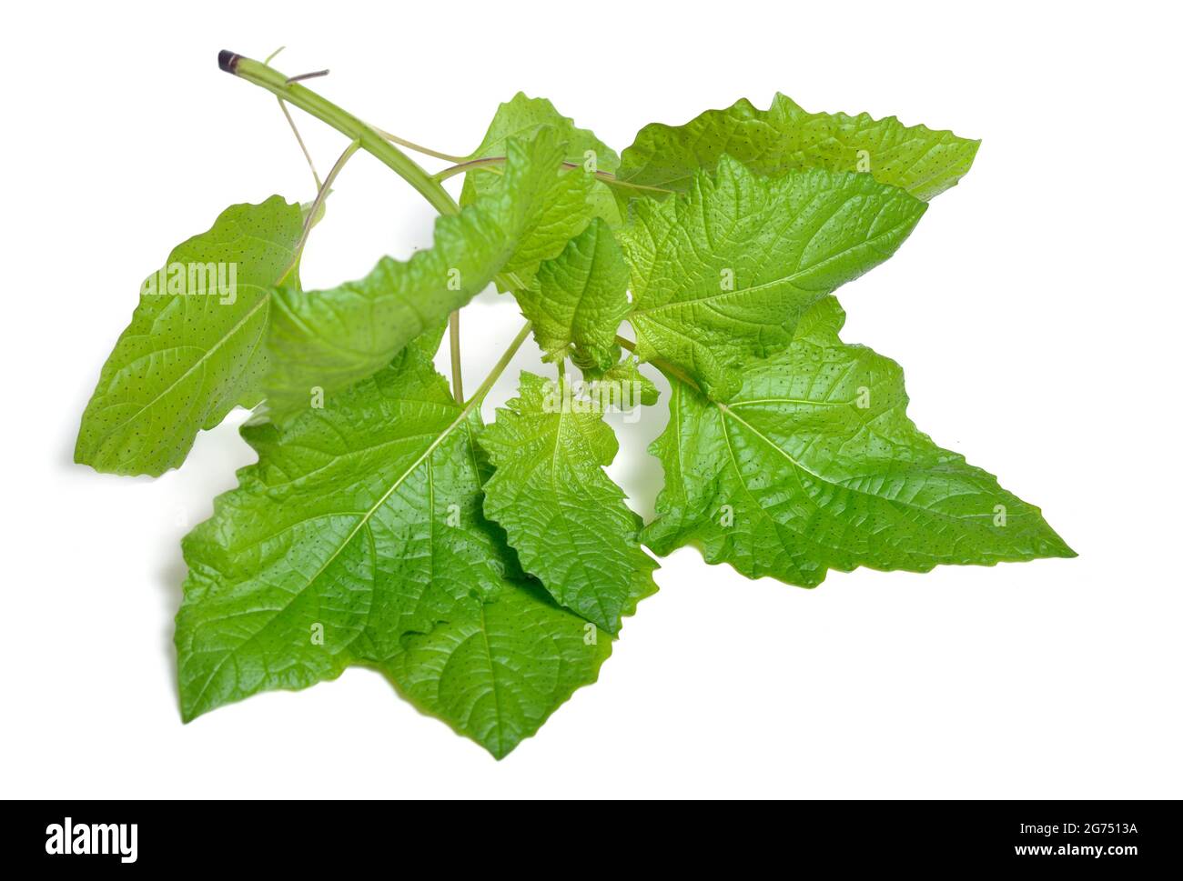 Niandra physalodes. Il est connu par les noms communs pomme-du-Pérou et plante de shoo-mouche. Isolé. Banque D'Images