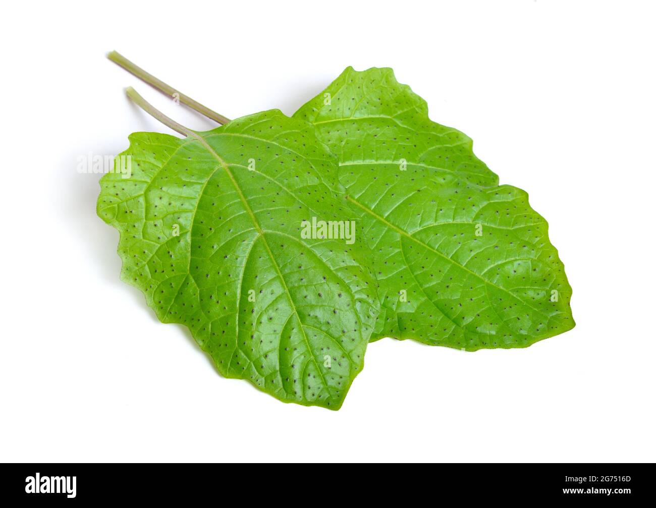 Niandra physalodes. Il est connu par les noms communs pomme-du-Pérou et plante de shoo-mouche. Isolé. Banque D'Images