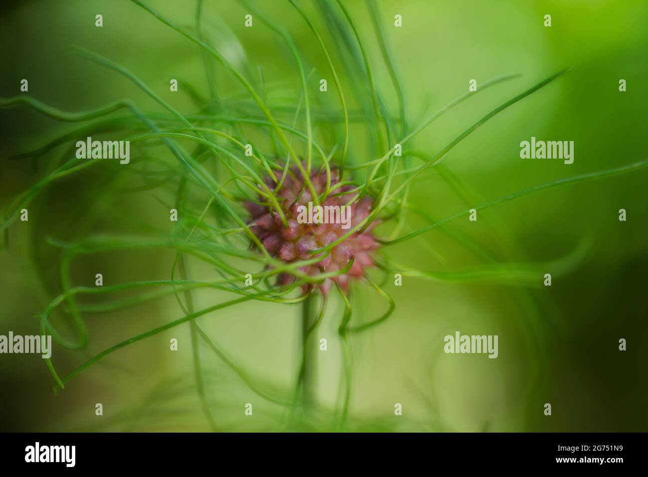 Allium vinale. Boulette d'ail sauvage. Bulbil, bulbel, Angleterre, Royaume-Uni Banque D'Images