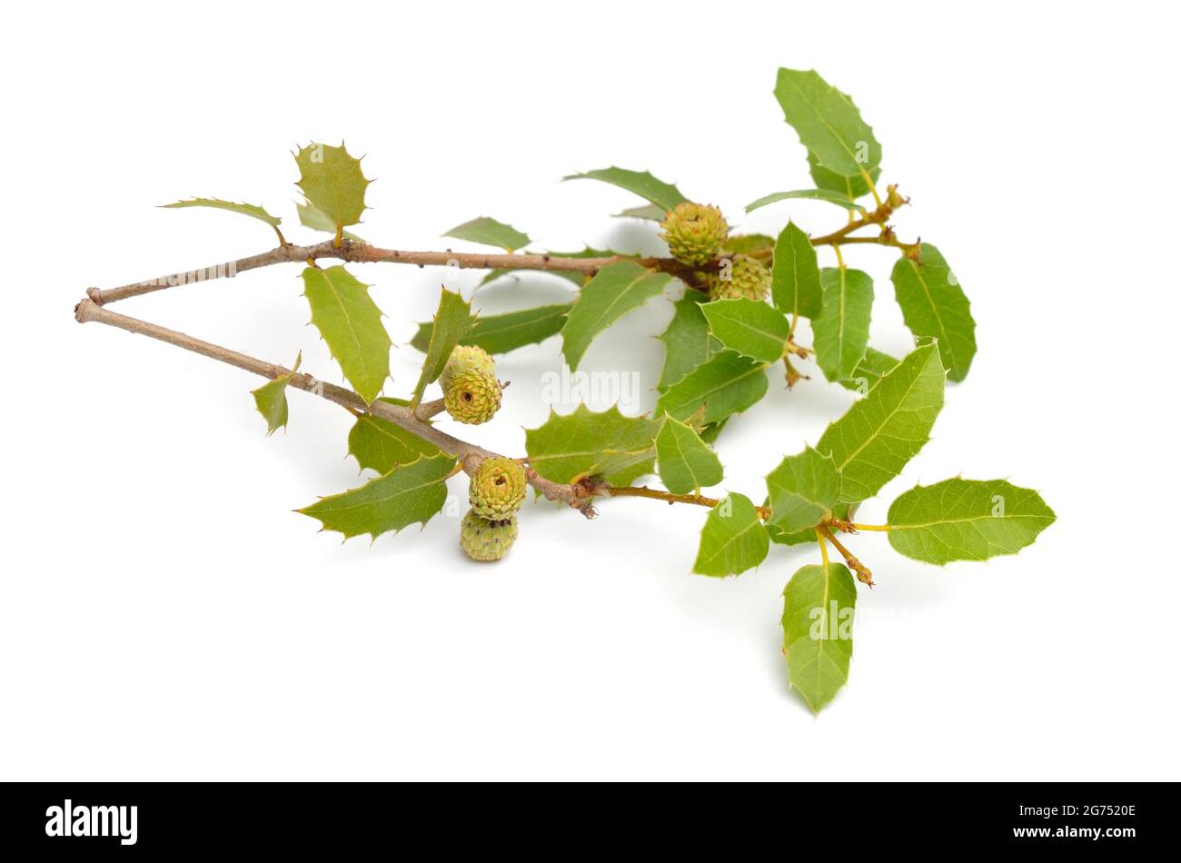 Quercus coccifera ou chêne de kermes. Isolé sur fond blanc. Banque D'Images