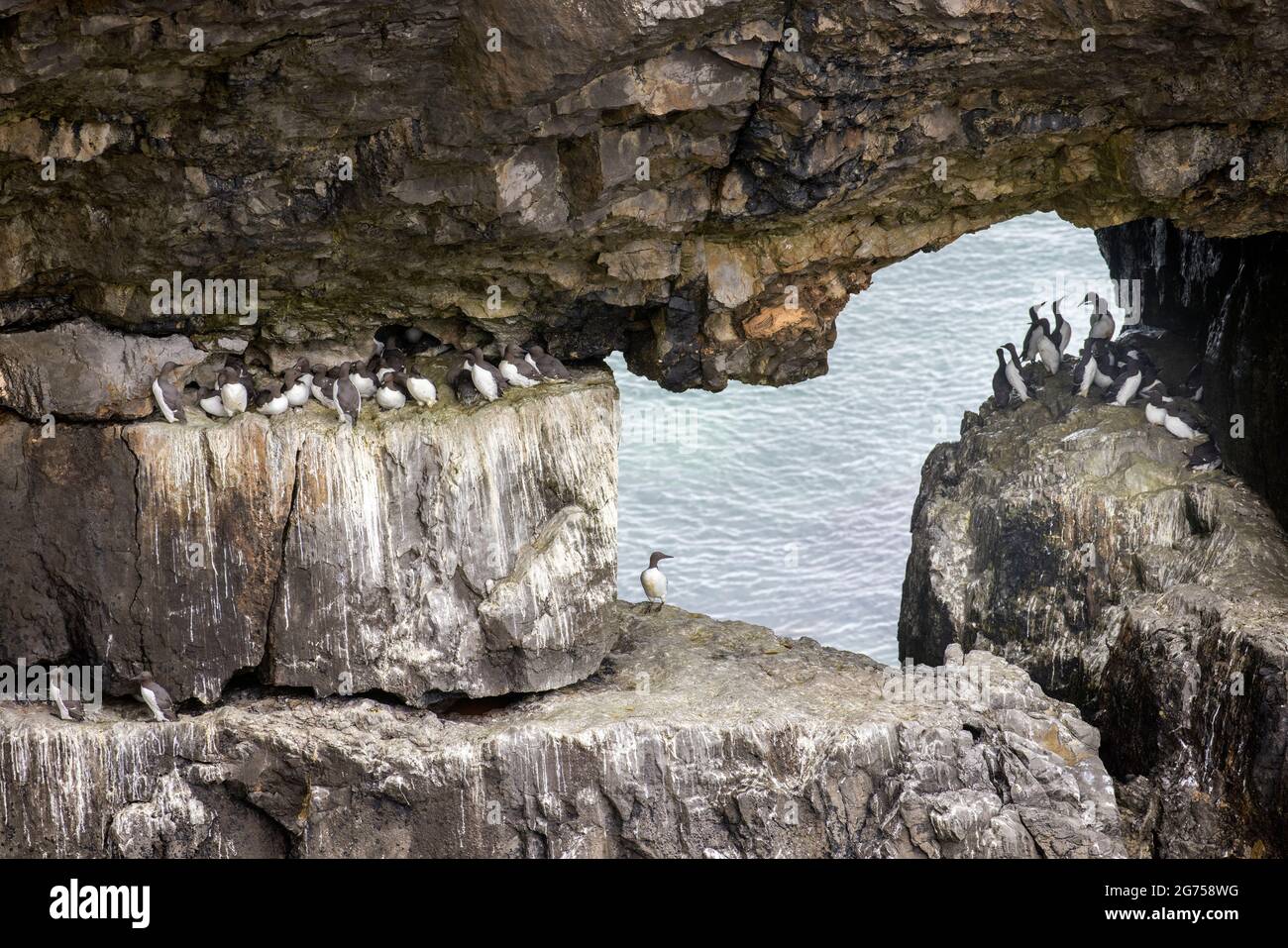 Guillemots communs Uria aalge sur des crêtes sur des falaises marines près de Bosherton, chemin de la côte de Pembroke, pays de Galles, Royaume-Uni Banque D'Images