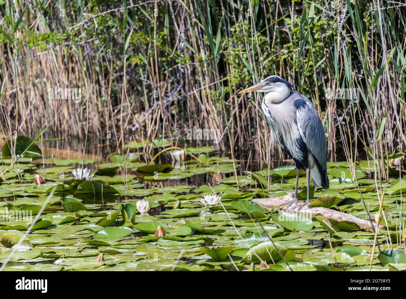 Heron gris, Ardea cinerea, étangs de Bosherton lilly, Pembrokeshire, pays de Galles, ROYAUME-UNI Banque D'Images