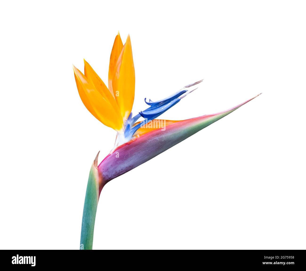 Oiseau coloré de fleur de paradis closeup isolé sur un fond blanc Banque D'Images