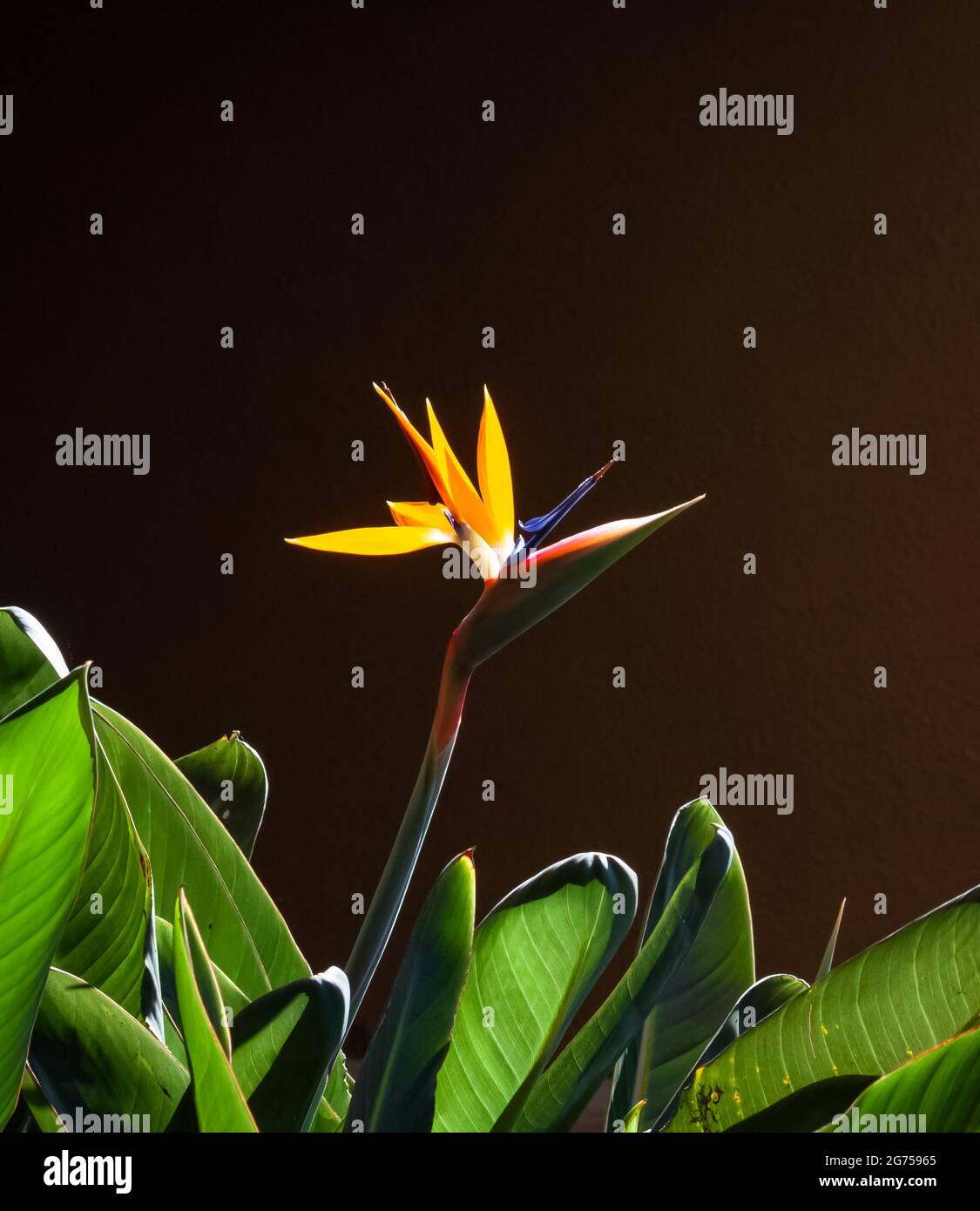 oiseau de paradis fleur et les feuilles closeup dos éclairé avec fond sombre Banque D'Images