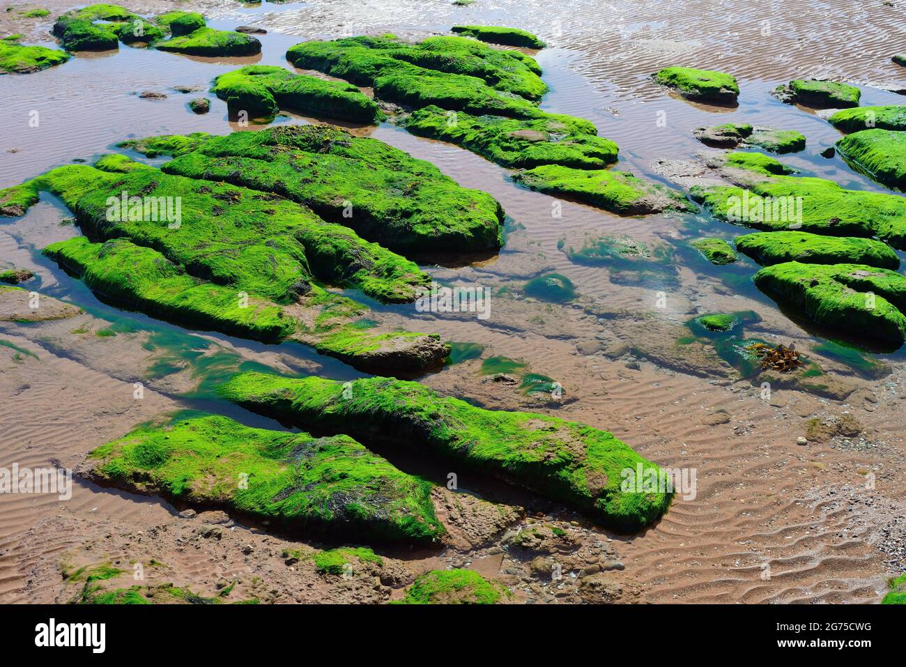 Les algues couvraient des rochers sur la plage et des ondulations dans le sable. Banque D'Images