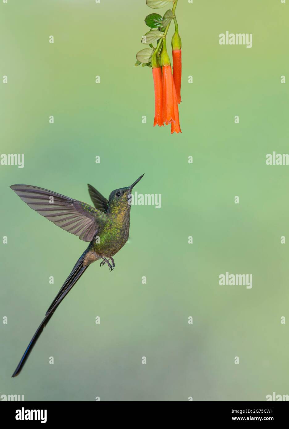 Violet-tailed Sylph (Aglaiocercus coelestis) Banque D'Images