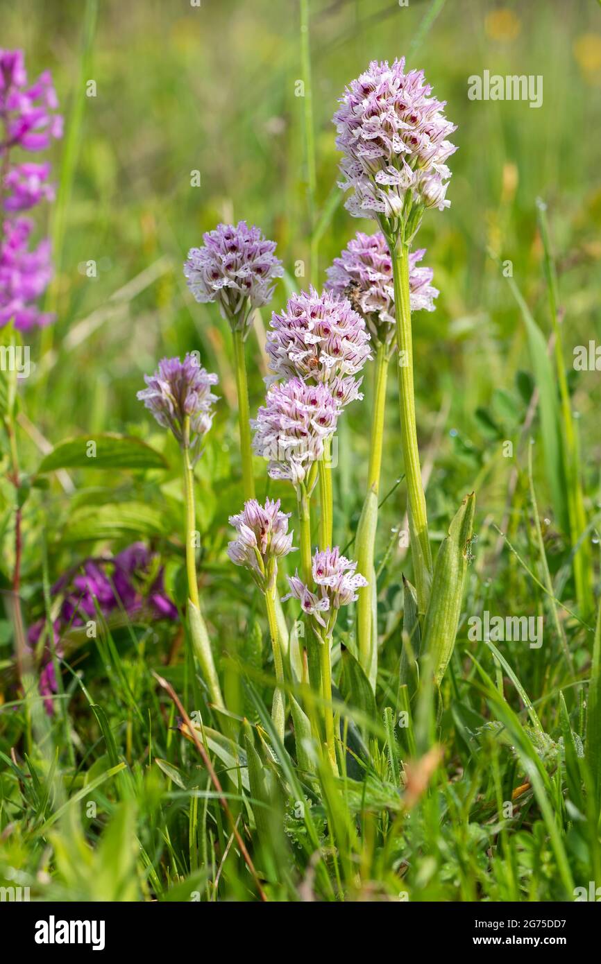 Orchid à trois dents - Neotinea tridentata, belle plante à fleurs de couleur provenant de prairies et de forêts européennes, République tchèque. Banque D'Images