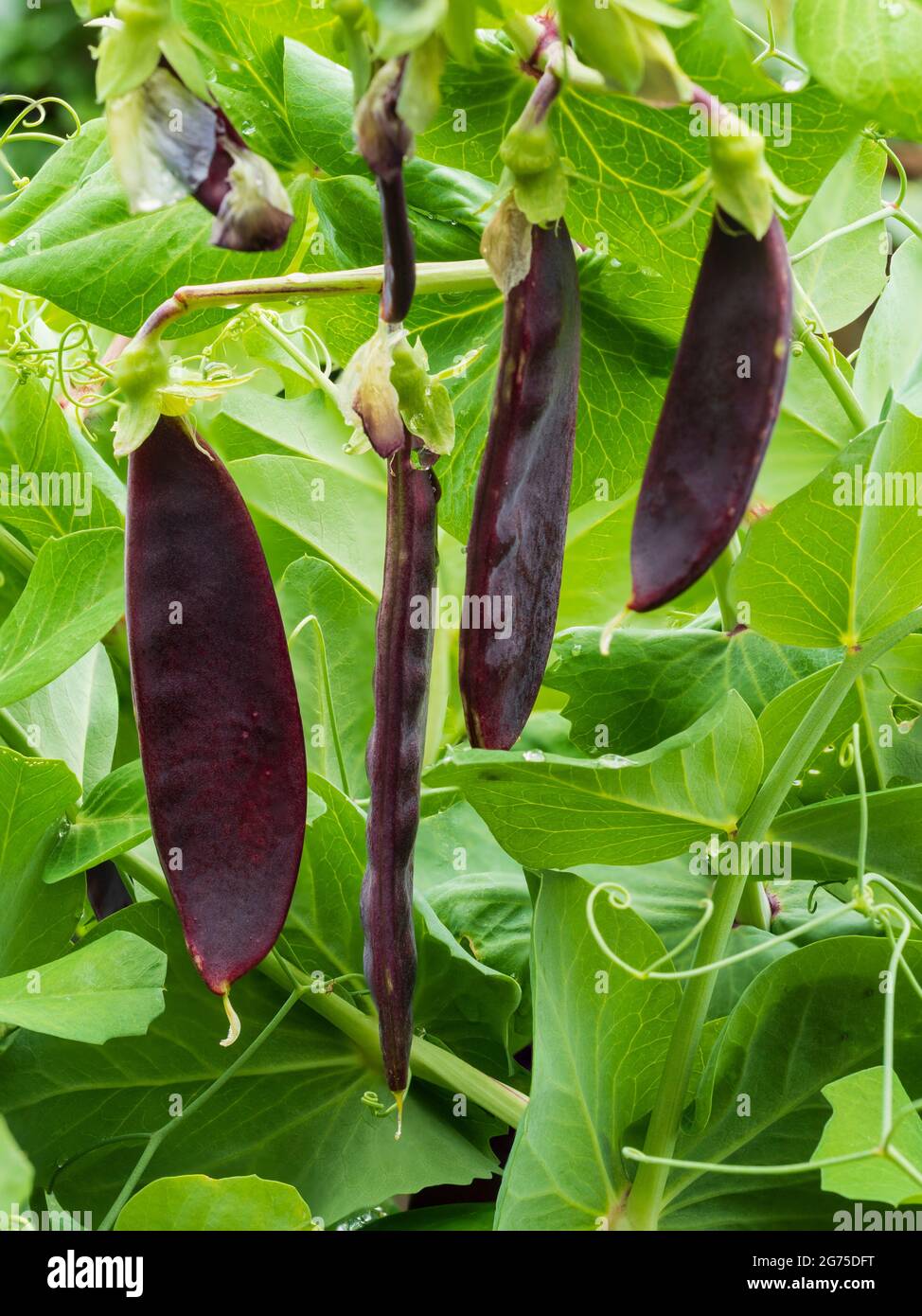 Gousses récoltables de pois mange-tout violets podés, Pisum sativum 'Shiraz' Banque D'Images