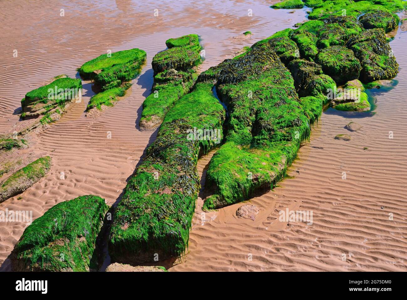 Les algues couvraient des rochers sur la plage et des ondulations dans le sable. Banque D'Images