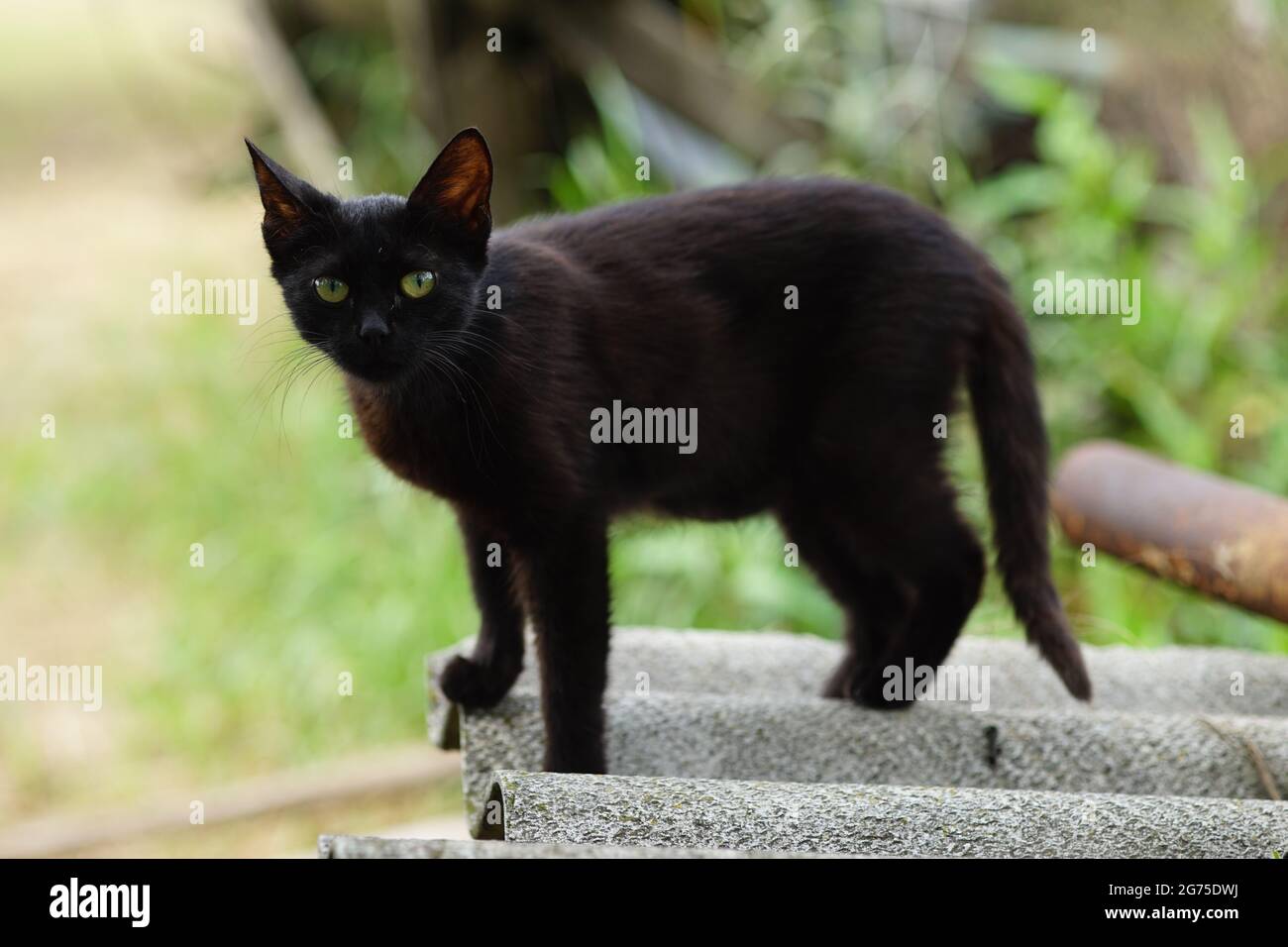Chat noir de Yong debout sur l'ardoise dans le jardin ensoleillé d'été. Banque D'Images