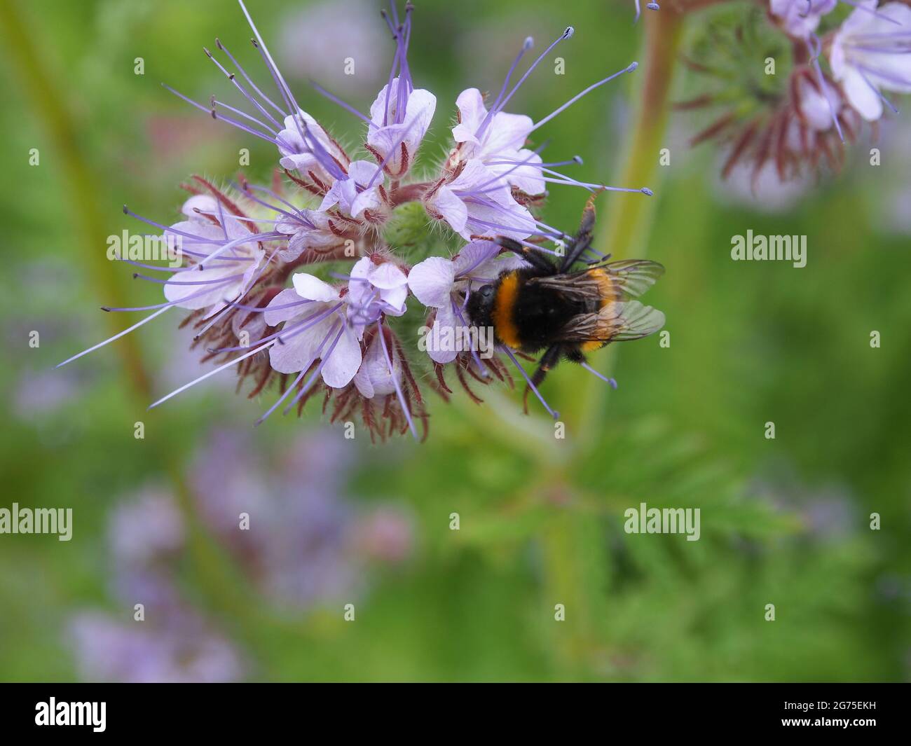 Phacelia tanacetifolia ou Scorpionweed avec une abeille collectant le nectar. La plante est si favorable aux abeilles qu'elle est cultivée comme une récolte de biomasse pour les abeilles. Banque D'Images