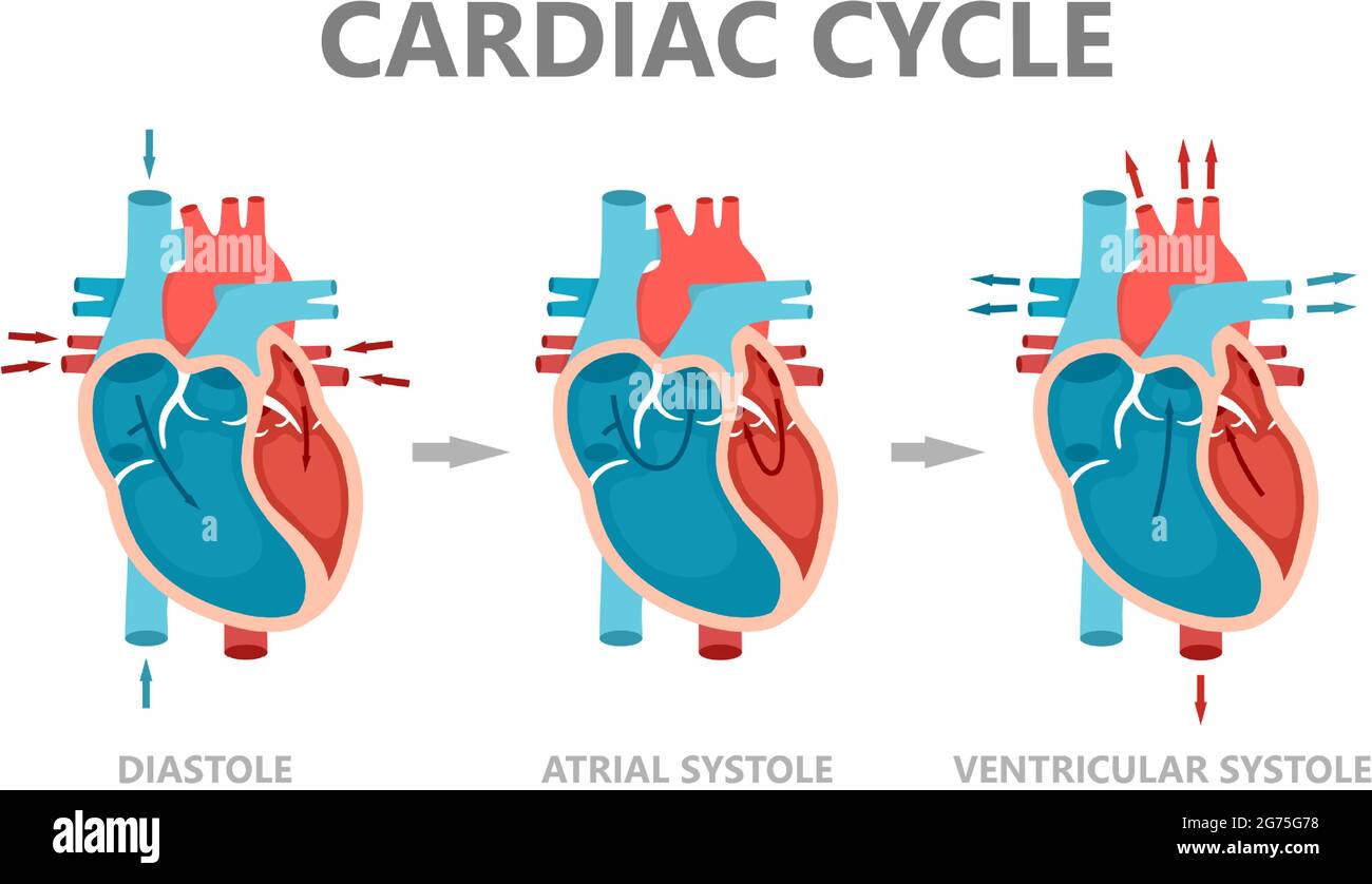 Phases du cycle cardiaque - diastole, systole atriale et diastole atriale. Circulation du sang à travers le cœur. Anatomie du cœur humain avec du sang Illustration de Vecteur