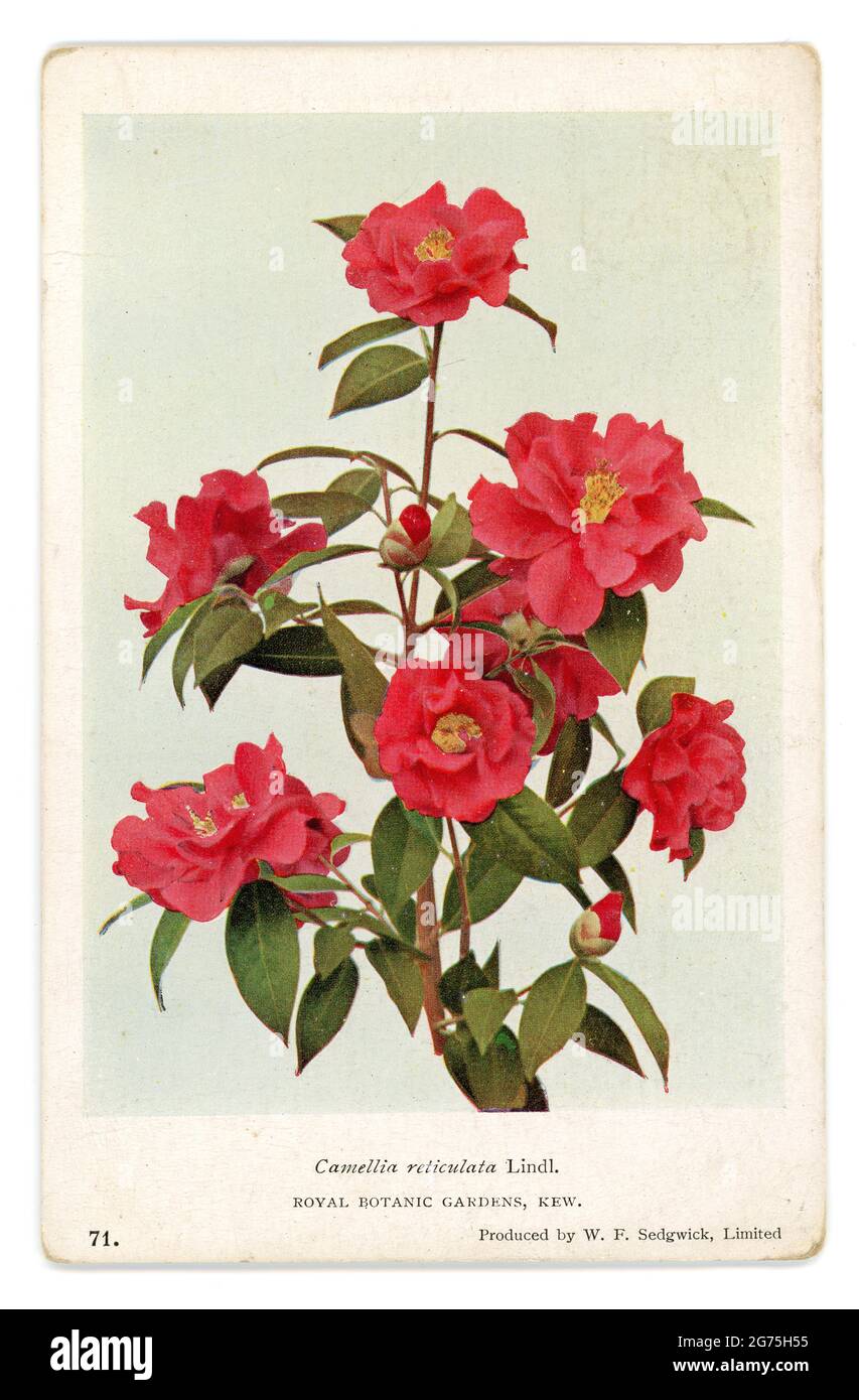 Carte postale originale d'une usine Camellia reticulata Lindl trouvée dans les jardins botaniques royaux de Kew, Londres, Royaume-Uni, publiée le 19 avril 1932 Banque D'Images