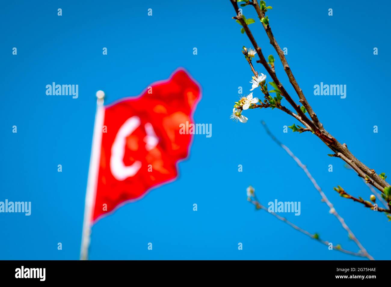 Drapeau turc et fleur de printemps. Concept de la jeunesse turque. Nation turque. Journées nationales turques. 23 avril, 19 mai, 15 juillet, 29 octobre, 30 août, 10 non Banque D'Images