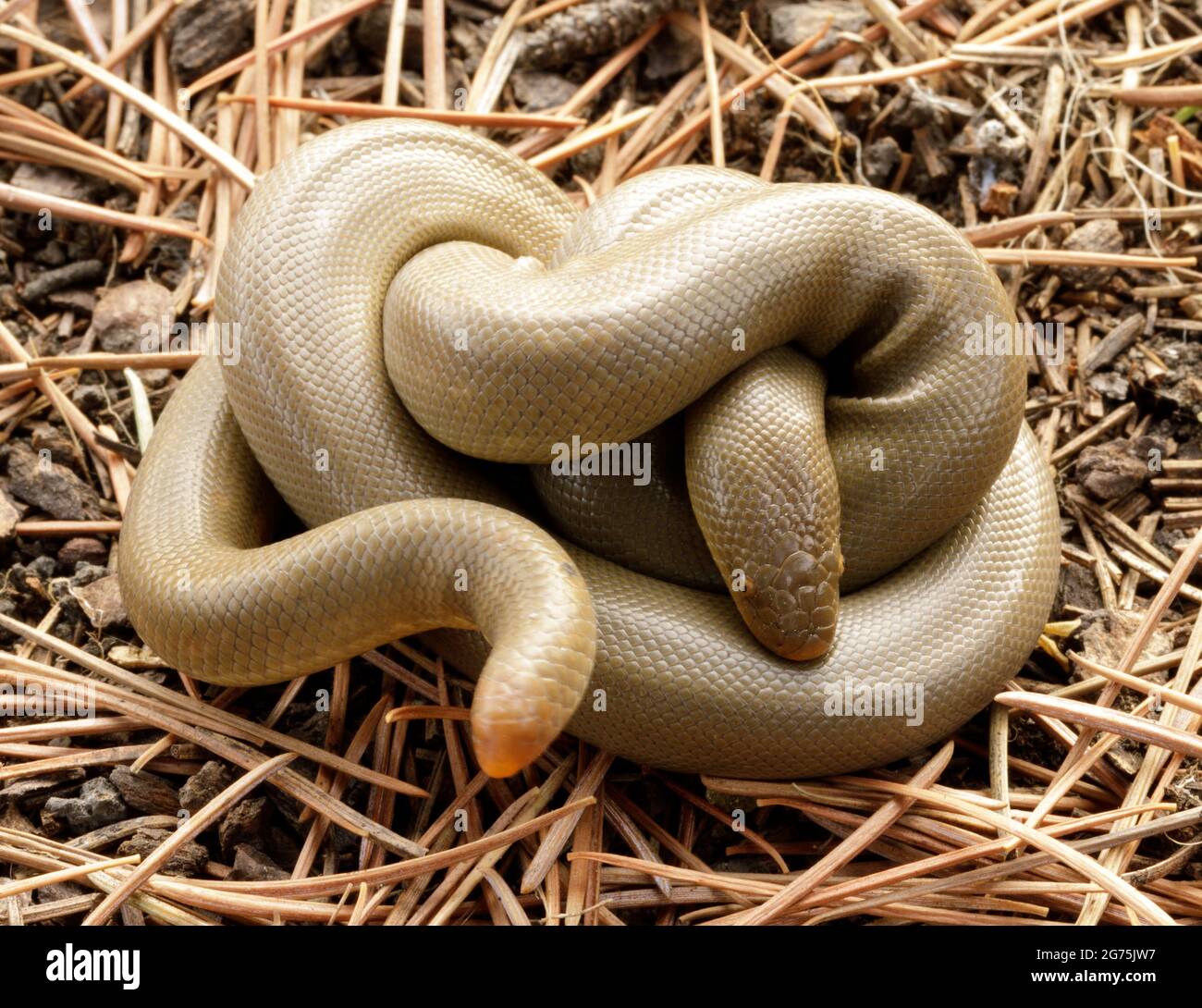 Serpent à boa en caoutchouc spiralé. Henry Cowell Redwoods State Park, comté de Santa Cruz, Californie, États-Unis. Banque D'Images