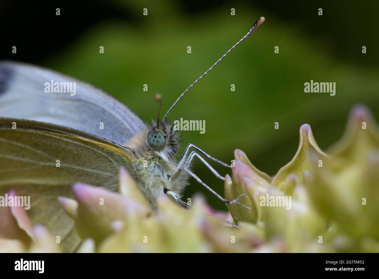 Gros papillon blanc Peris brassicae gros plan Banque D'Images