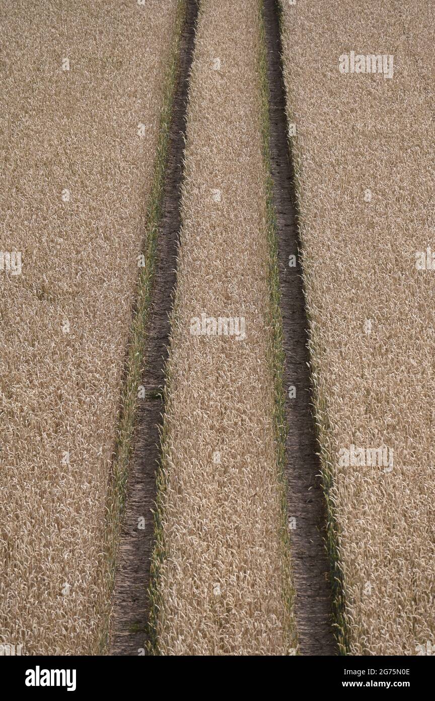 Chenille du tracteur dans un champ de grain jaune Banque D'Images