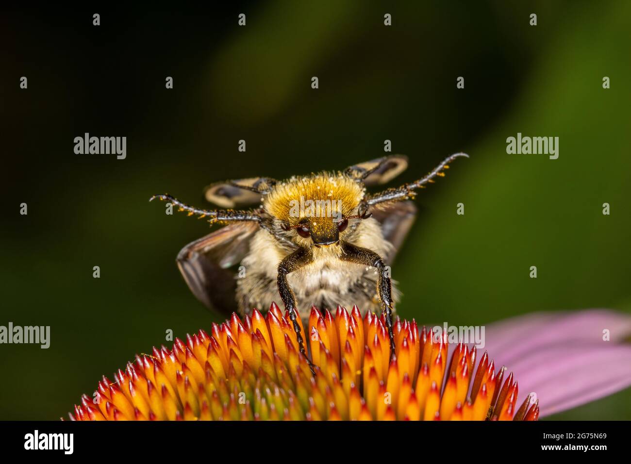 Abeille en train de voler des fleurs colorées gros plan Banque D'Images
