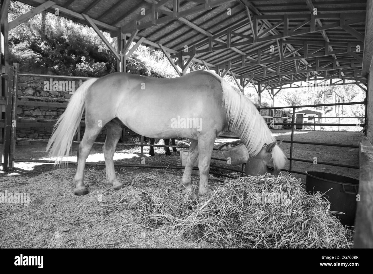 Incroyable cheval brun mangeant de la paille dans l'écurie Banque D'Images