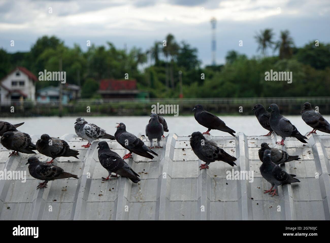 Plusieurs pigeons perchés sur le toit. Banque D'Images