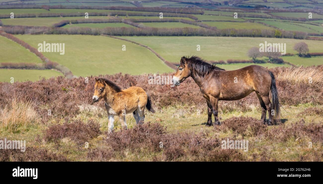 Un poney Exmoor et un foal dans le parc national Exmoor dans le Somerset Ouest. Banque D'Images