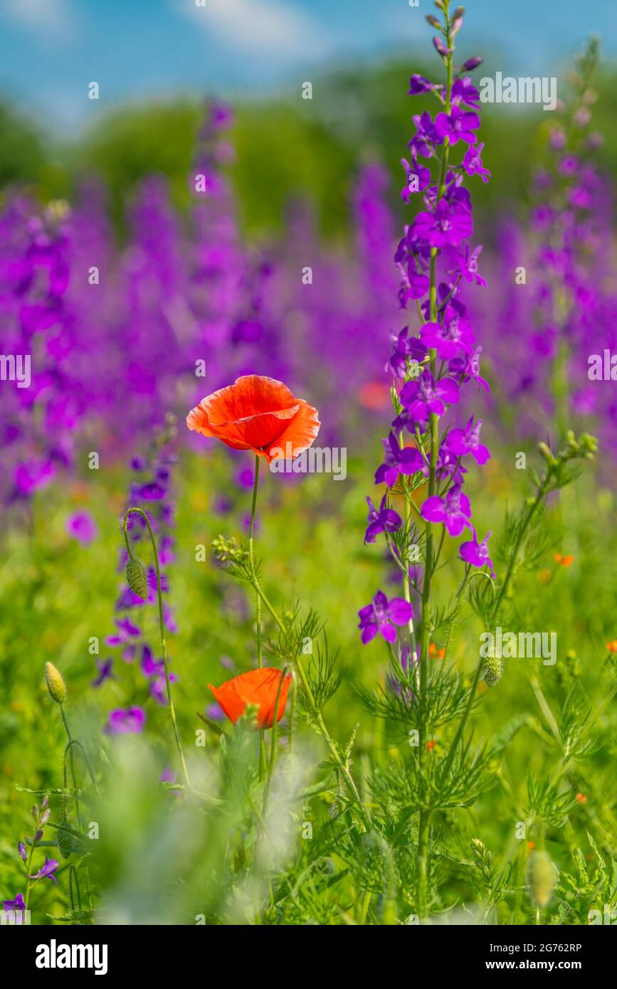 Grand lit de fleurs avec des coquelicots rouges en fleur et delphinium violet, fleurs violettes sur un champ, vertical Banque D'Images