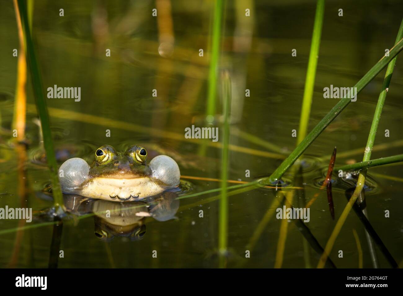 Une grenouille verte avec une bulle sonore gonflée se reflète dans l'eau. Banque D'Images