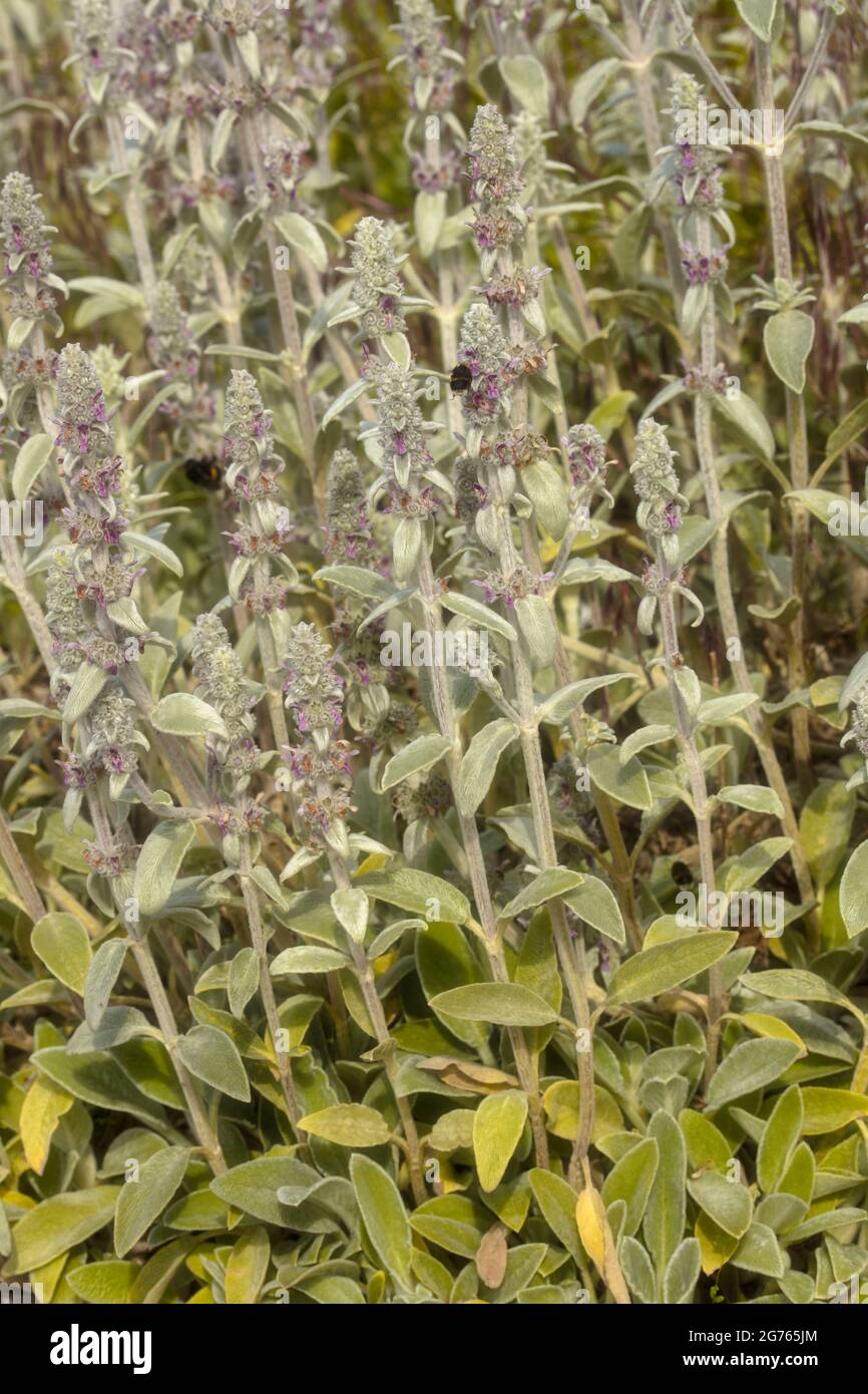 Stachys byzantin, oreille d'agneau, téguarine laineux Banque D'Images