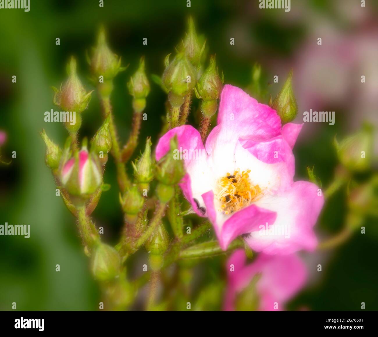 Gros plan Rosa 'Ballerina', rose 'Ballerina' floraison et plusieurs bourgeons en plein soleil avec un arrière-plan hors foyer Banque D'Images