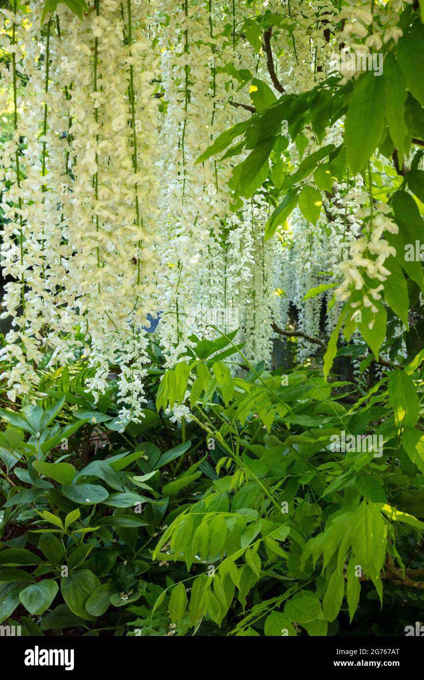 Magnifique Wisteria floribunda F. alba ‘hiro-noda’, wisteria japonaise blanche, Wisteria floribunda ‘hiro-naga’, Wisteria floribunda ‘longissima Alba’ Banque D'Images