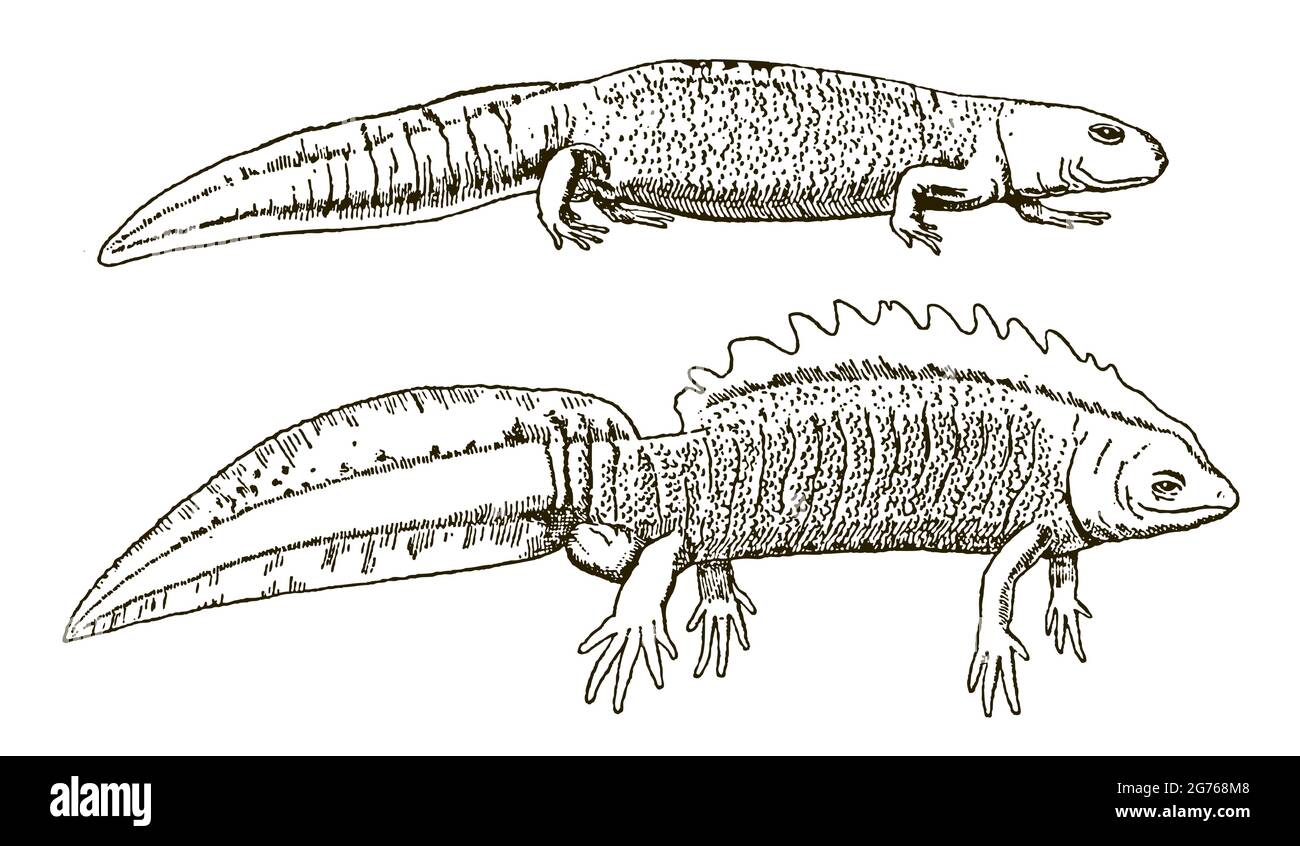 Rampant femelle et homme nageant au nord de la craché newt triturus cristatus dans la vue latérale, après gravure antique Illustration de Vecteur