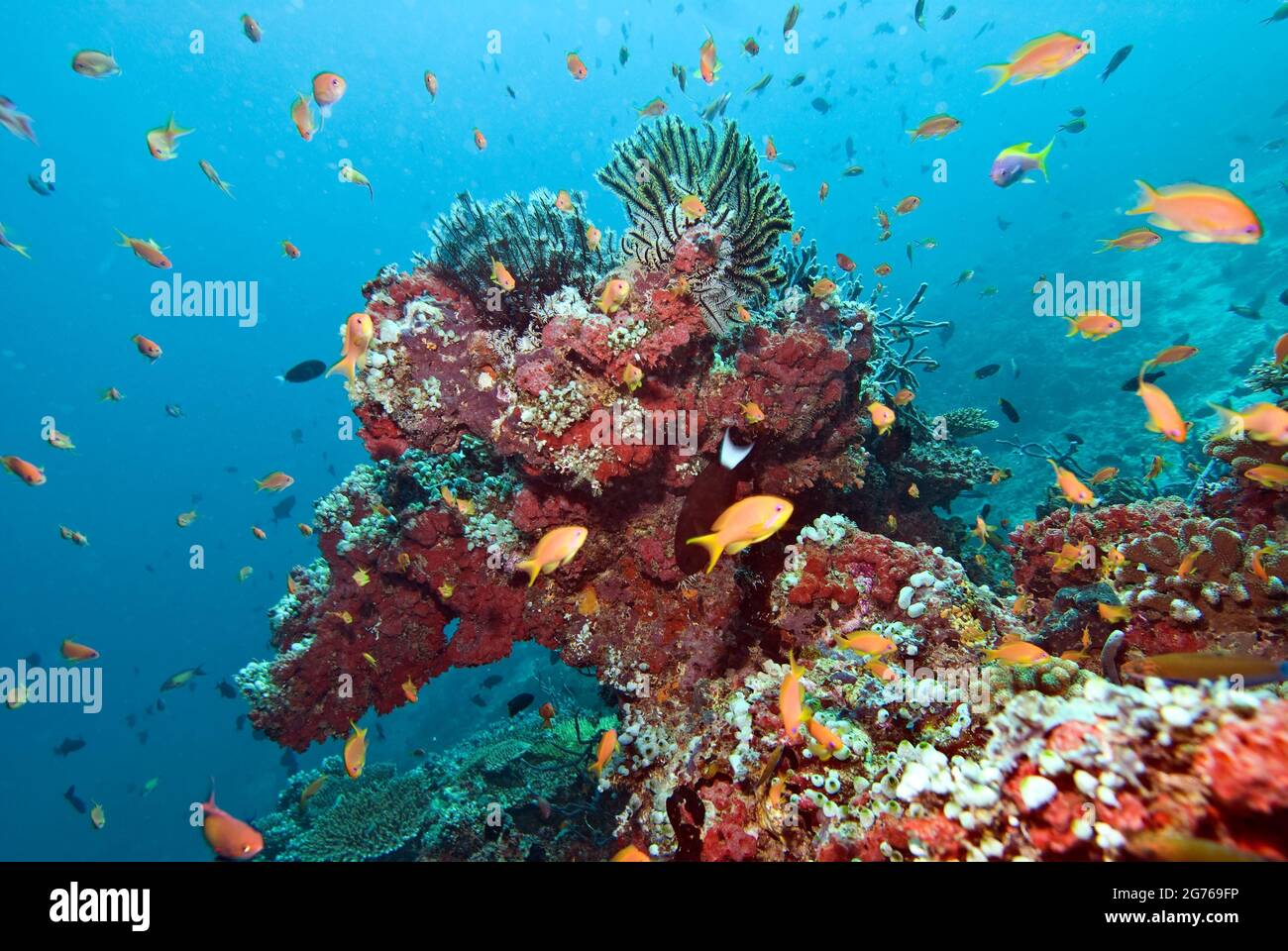 Tête de corail festoonée avec des crinoïdes et des coraux doux colorés, poissons de récif remplissant la colonne d'eau à Fish Head, Maldives Banque D'Images