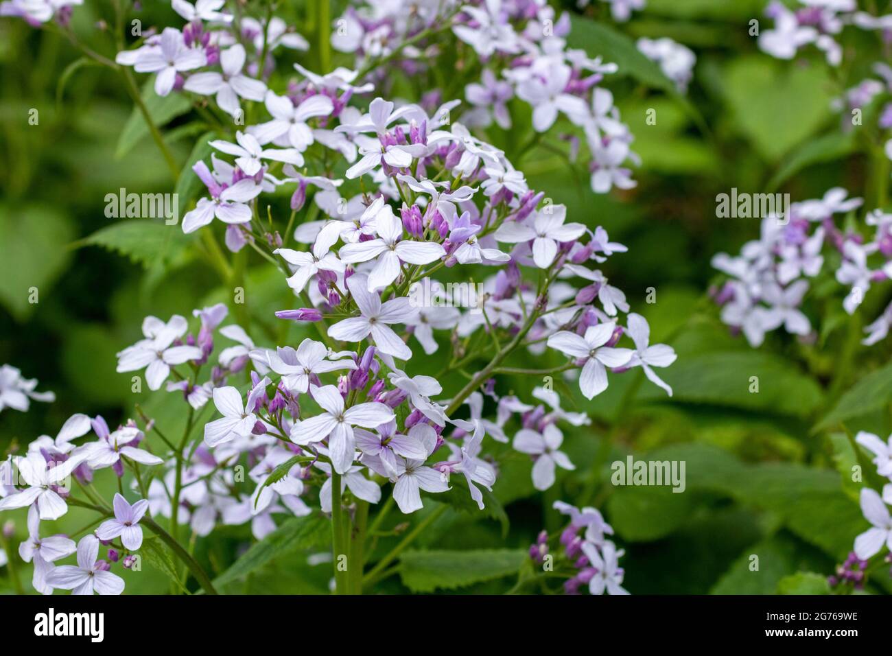 Clethra tomentosa, communément appelé doux d'été, est un arbuste décidus qui est indigène aux bois humides. Photographié à la mi-printemps au Royaume-Uni. Banque D'Images