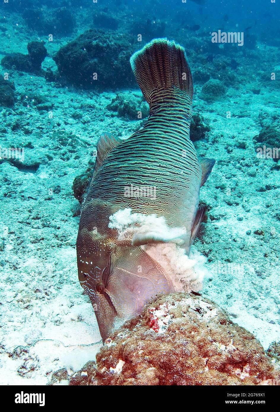 Site de plongée de Fish Head, wrasse à tête plate creusant dans le sable pour la nourriture, Maldives Banque D'Images