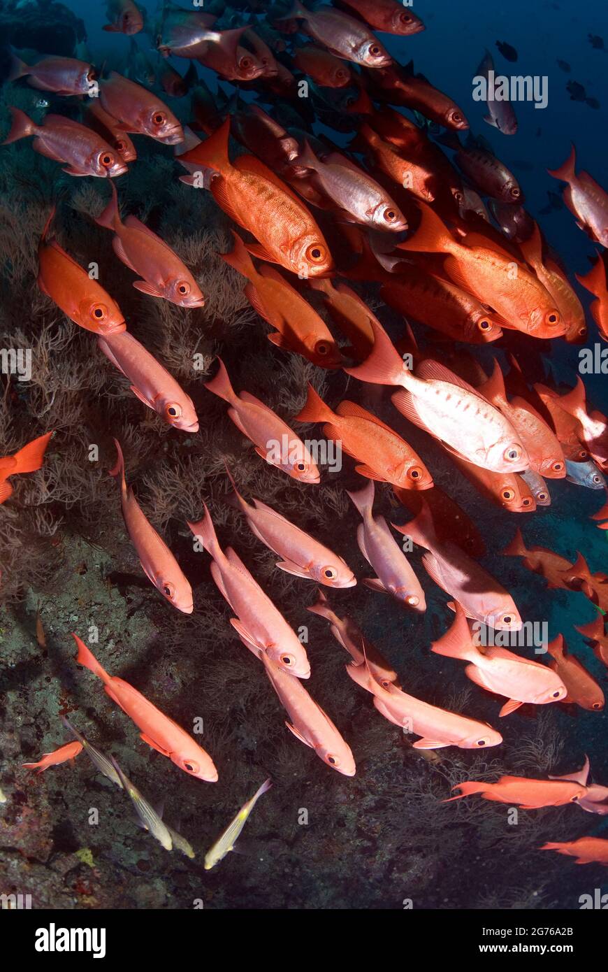 École de la queue de croissant Bigeyes à Hofza Thila, Maldives Banque D'Images