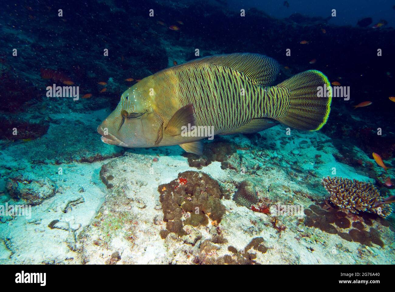 Site de plongée de Fish Head, wrasse à tête plate, Maldives Banque D'Images