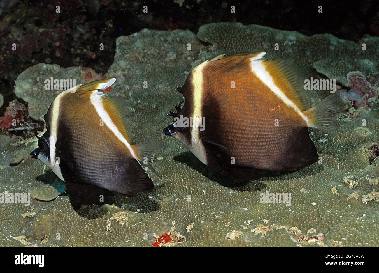 Paire de lannerfish à bosse près du fond de mer, Maldives Banque D'Images