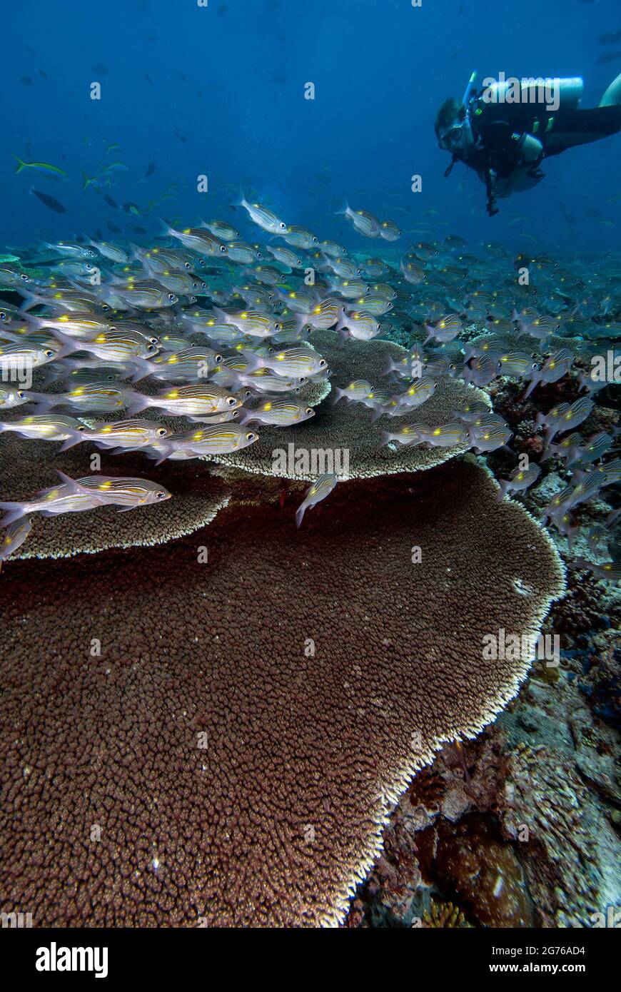 Plongée au-dessus de l'école massive de la bream grand-oeil à Kudarah Thila, Maldives Banque D'Images