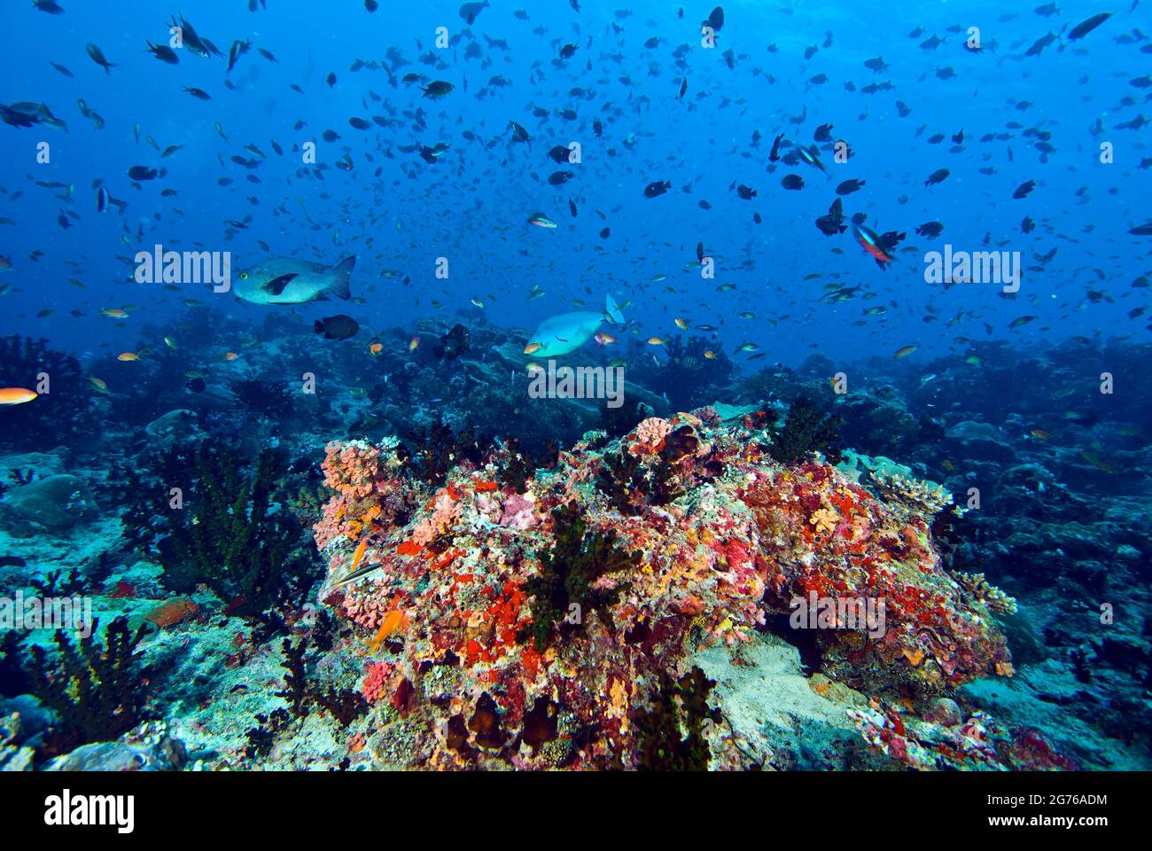 Colonne d'eau complète remplie de poissons de récif, récif de corail sain en dessous, à Kudarah Thila, Maldives Banque D'Images