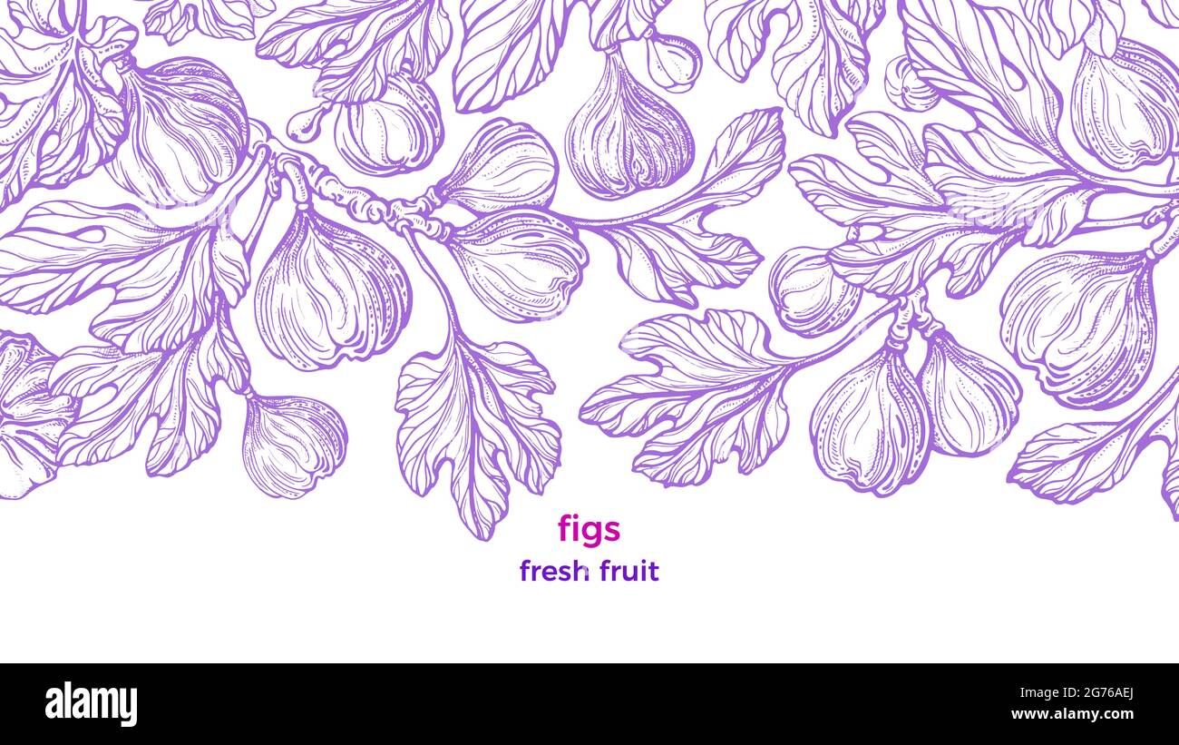 Usine Figs. Motif vectoriel vintage. Illustration dessinée à la main sur fond blanc. Arbre botanique, branche, fruit gravé, feuilles de texture. Exo sucré Illustration de Vecteur