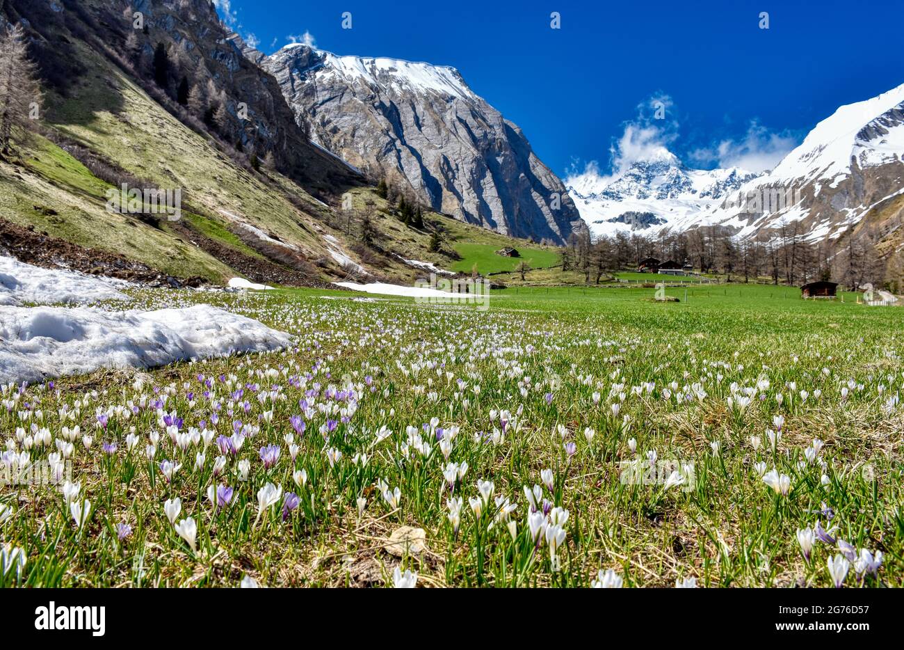 Wiese Blumenwiese Banque d'image et photos - Alamy