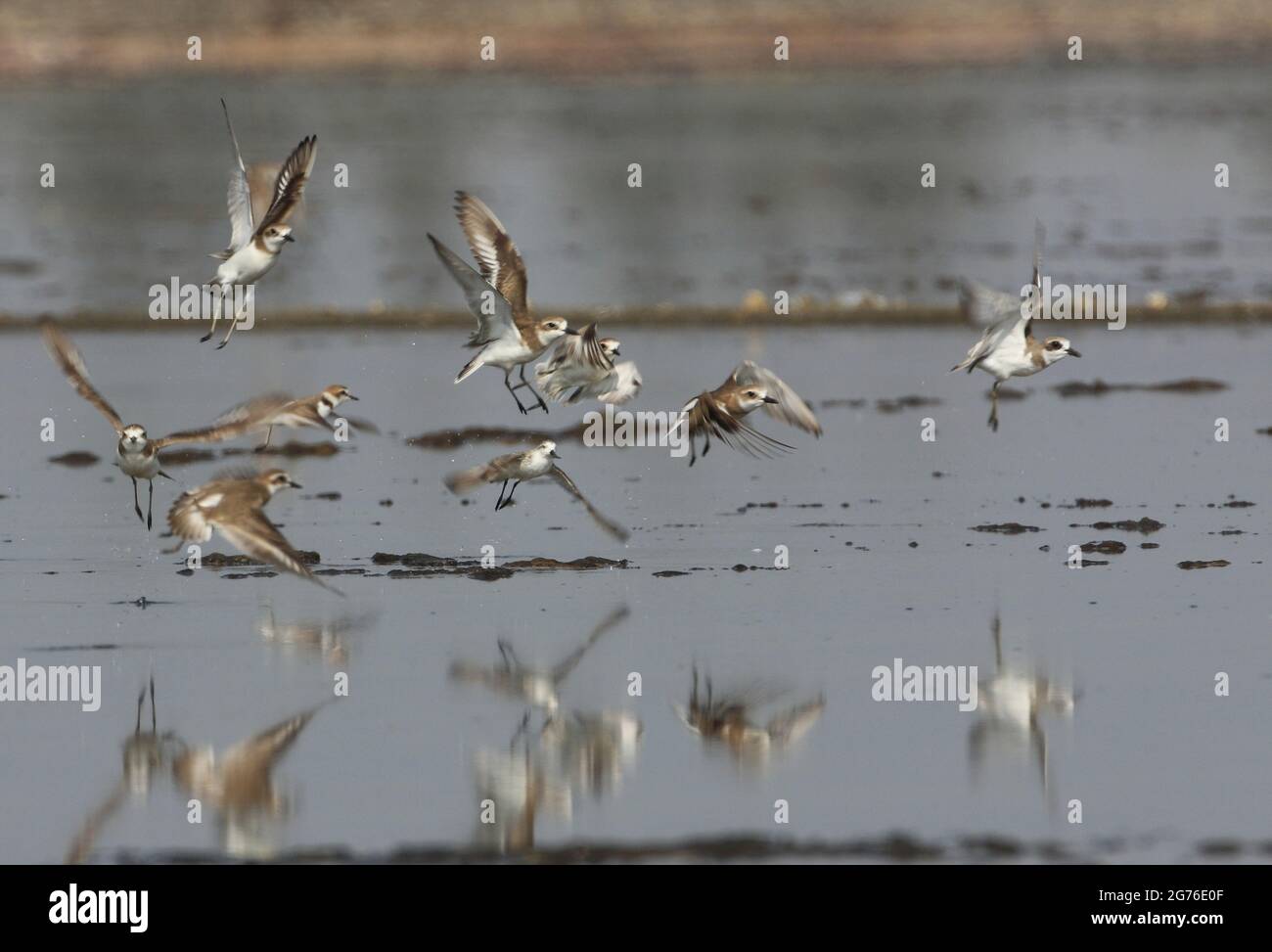 Sandpiper à bec de cuillère (Calidris pygmeus) adulte prenant le vol avec les petits amateurs de sable (Charadrius mongolus) et le Pluvier de Kentish (C.alexandrinus) Thail Banque D'Images